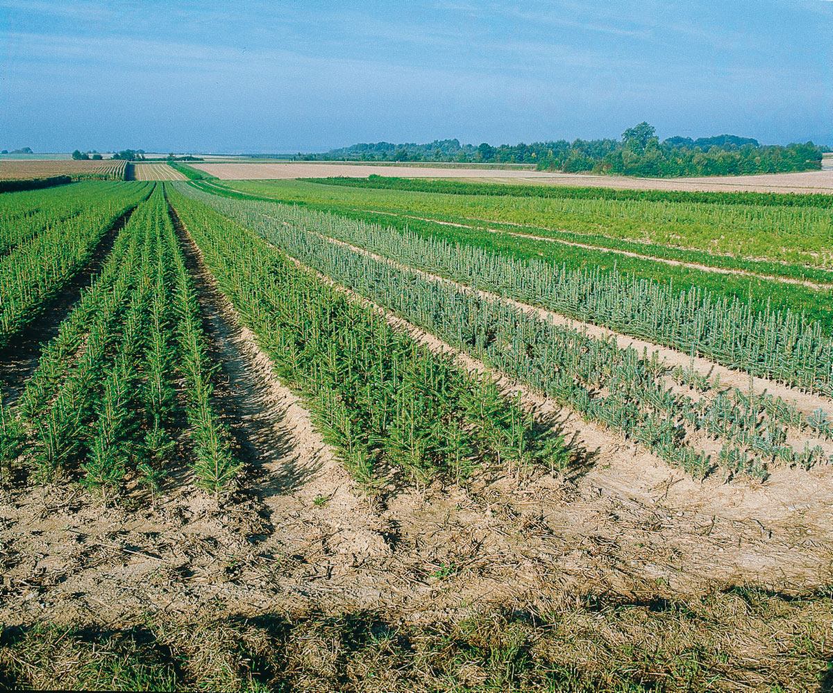 Forstpflanzen Waldpflanzen Garten Premm Roding