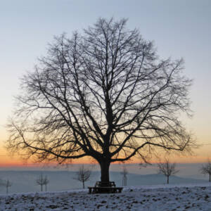 gartentipp-februar gartentipp-februar