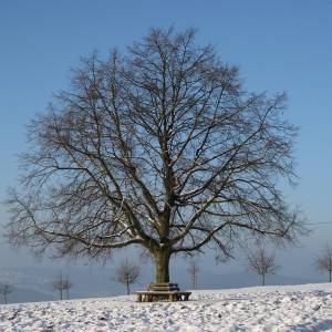 gartentipp-januar gartentipp-januar