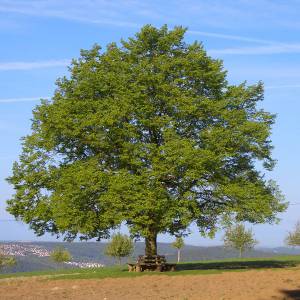 gartentipp-mai gartentipp-mai