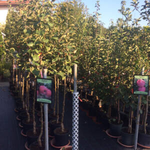 obstbaum-garten-premm-roding Obstbäume bei Garten Premm in Roding