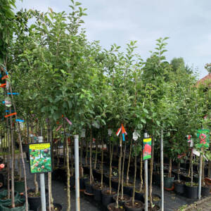 Obstbäume Beerensträucher Garten Premm Roding Obstbäume Beerensträucher Garten Premm Roding
