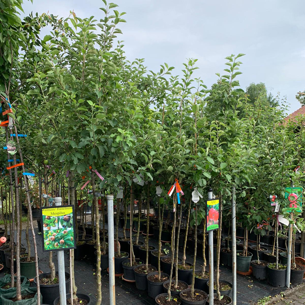 Obstbäume Beerensträucher Garten Premm Roding Obstbäume Beerensträucher Garten Premm Roding