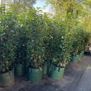 Kirschlorbeer Garten Premm Roding Kirschlorbeer Garten Premm Roding