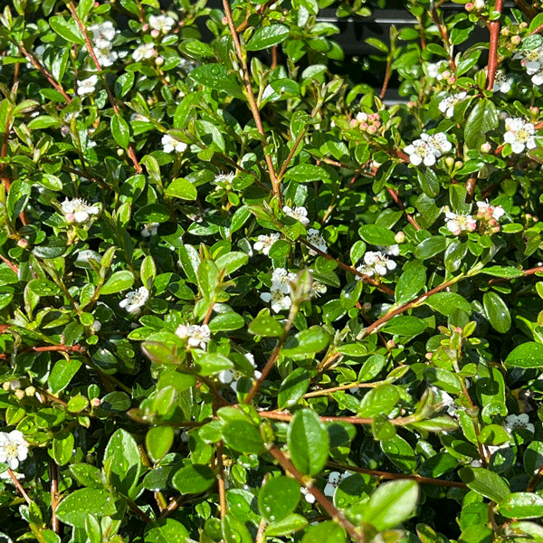 bodendecker_garten-premm-roding Bodendecker gibt es bei Baumschule Premm in Roding