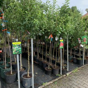 obstbaum_garten-premm-roding Obstbäume gibt es bei Baumschule Premm in Roding
