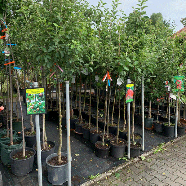 obstbaum_garten-premm-roding Obstbäume gibt es bei Baumschule Premm in Roding