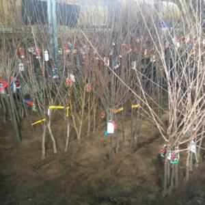 Pflanzen Sie jetzt Ihren Naschgarten - Obstgehölze Baumschule Premm Roding